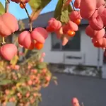 Vamus
